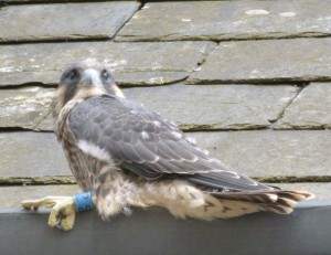 PG - am Tue 14 Jun 2016