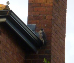 PG - pm Tue 14 Jun 2016