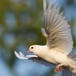 Pentecost – Sung Mass